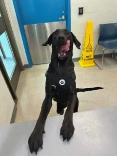 An adult medium-sized female Black Labrador Retriever dog named Raven for adoption in Manassas, VA