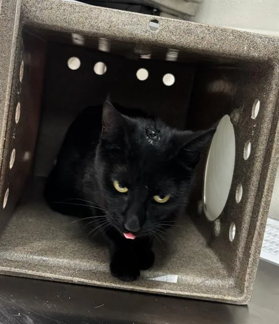A young medium-sized female Domestic Short Hair cat named Lilo for adoption in Grand Prairie, TX
