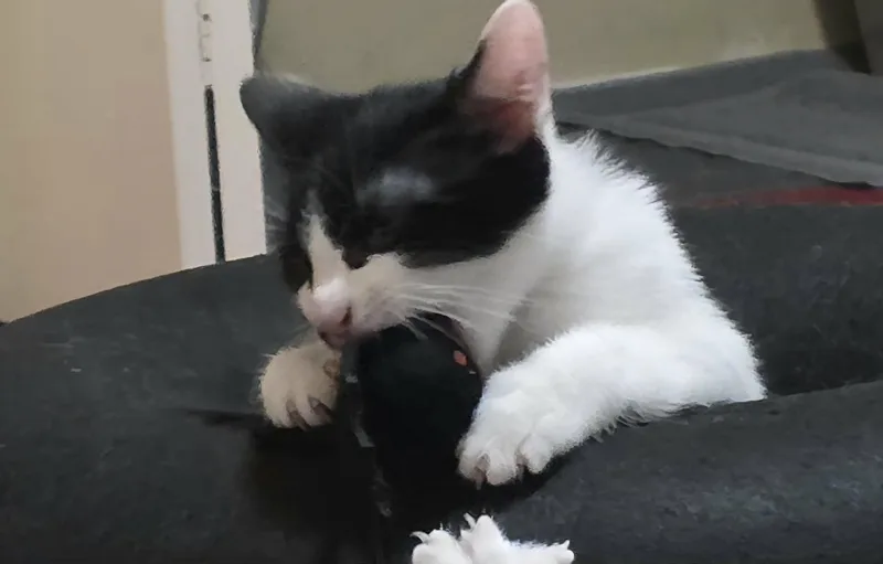 A young medium-sized male Domestic Short Hair cat named Pablo for adoption in Mansfield, TX