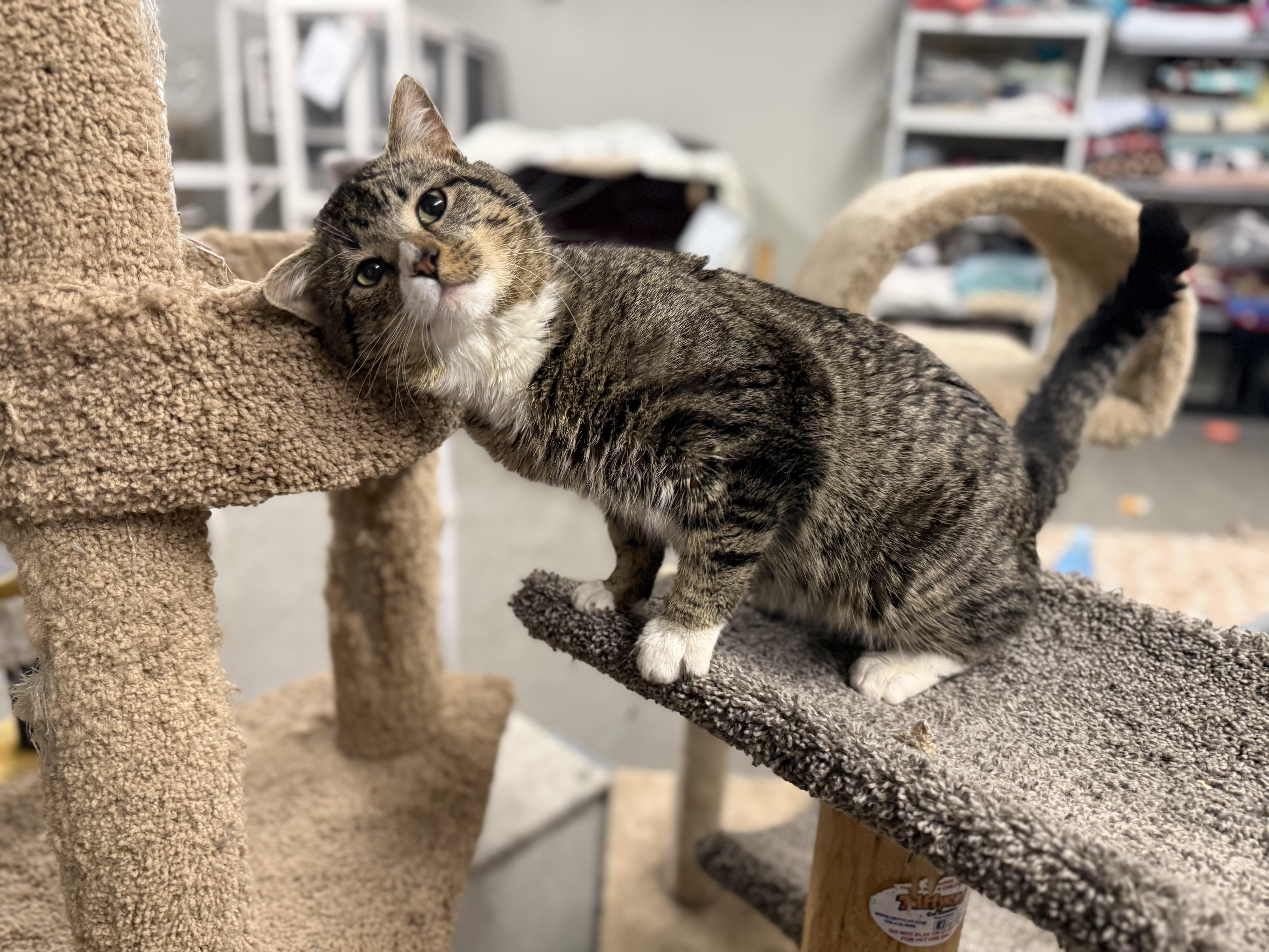 A young medium-sized male Tabby (Brown / Chocolate) Domestic Short Hair cat named Deegan for adoption in Hartville, OH