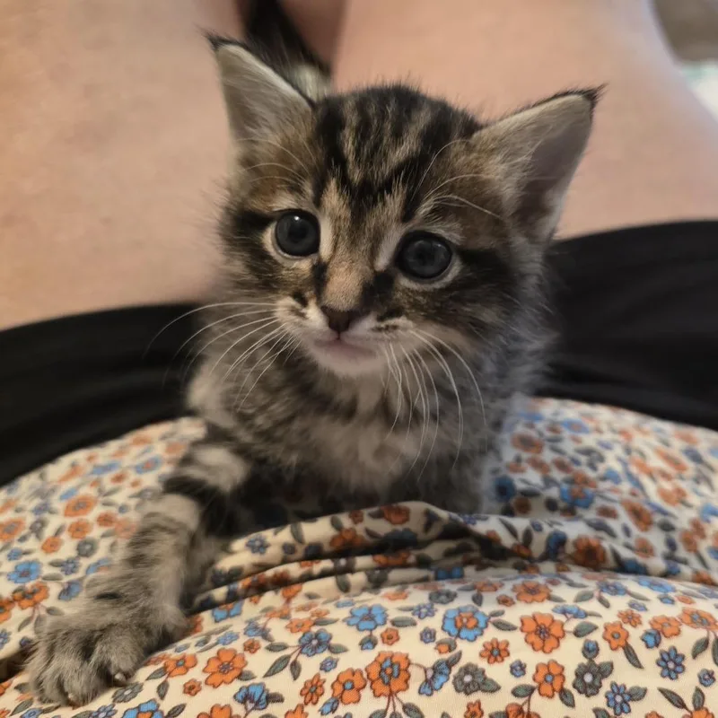 A baby small-sized female Brown / Chocolate Domestic Short Hair cat named Flash for adoption in Midland, TX