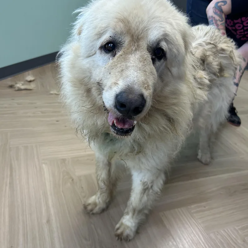 A senior large-sized male White / Cream Great Pyrenees dog named Snow for adoption in Manchester, TN