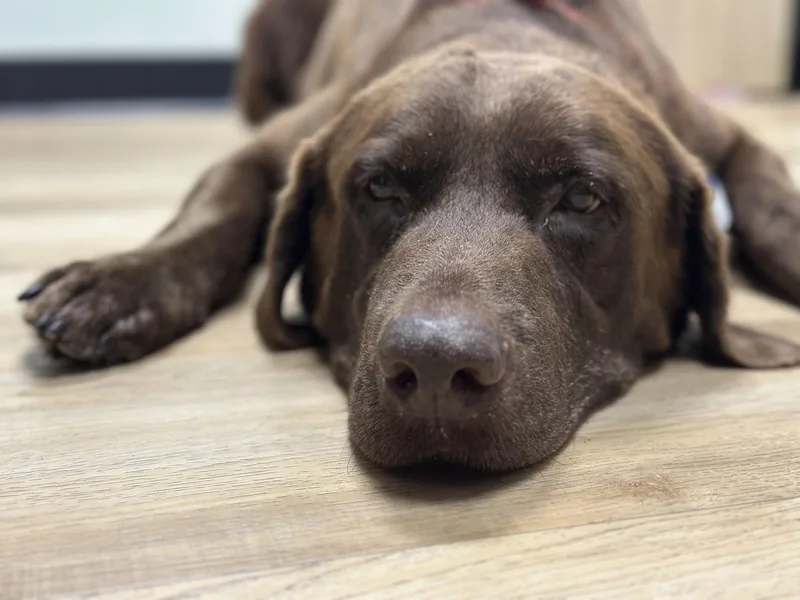 An adult medium-sized male Labrador Retriever dog named Goose Fka Lenny for adoption in Houston, TX