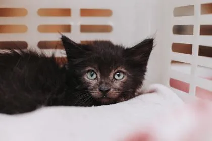 A baby small-sized male Domestic Short Hair cat named B Varney for adoption in North Charleston, SC