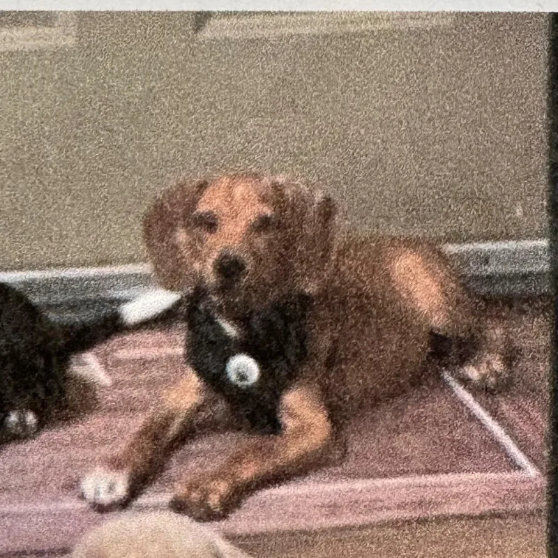 An adult small-sized male Dachshund dog named Peanut for adoption in Tampa, FL