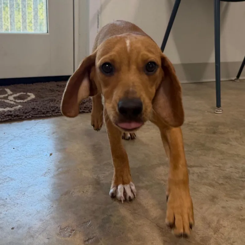Peanut thumbnail 3