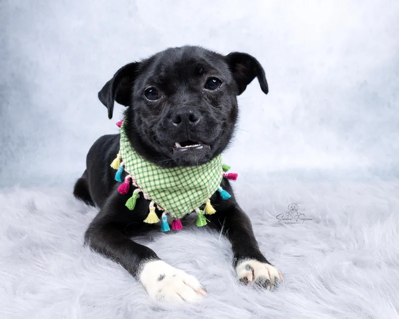 Pebbles thumbnail 4