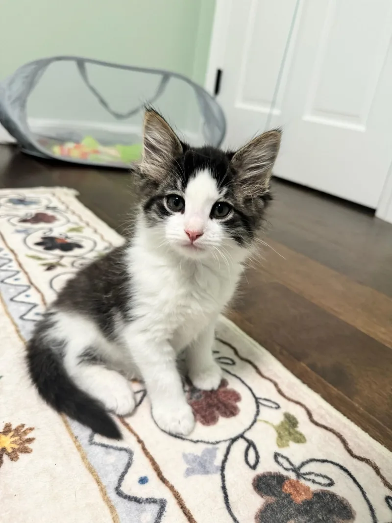 A baby medium-sized female Domestic Long Hair cat named Gooseberry & Mojo Berry for adoption in Medfield, MA