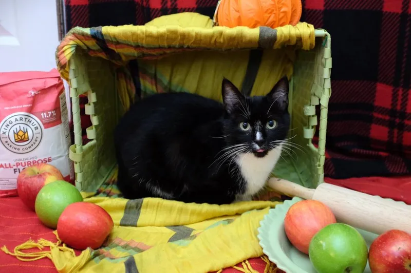A young medium-sized female Black & White / Tuxedo Domestic Short Hair cat named Apple Pie for adoption in Cary, NC