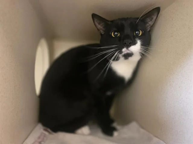 A young small-sized male Domestic Short Hair cat named Ocean for adoption in Denver, CO