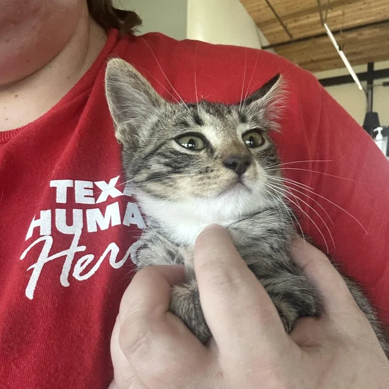 A baby small-sized male Brown / Chocolate Domestic Short Hair cat named Stormchaser for adoption in Leander, TX
