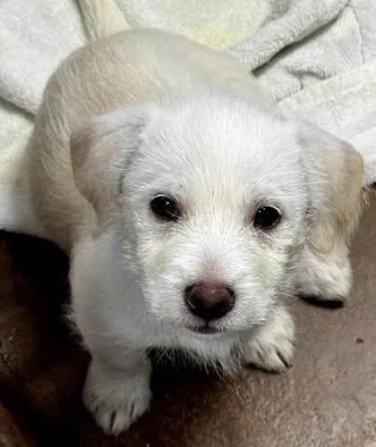 A baby small-sized female White / Cream Mixed Breed dog named Marley for adoption in Stanwood, WA