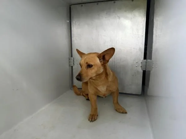 An adult medium-sized male Chihuahua dog named Pen  Beanie for adoption in Lawrenceville, GA