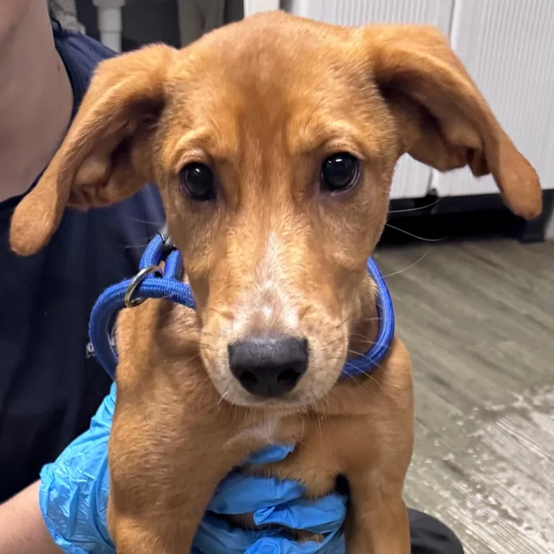A baby medium-sized female Yellow / Tan / Blond / Fawn Mixed Breed dog named Hurricane for adoption in Summerville, SC