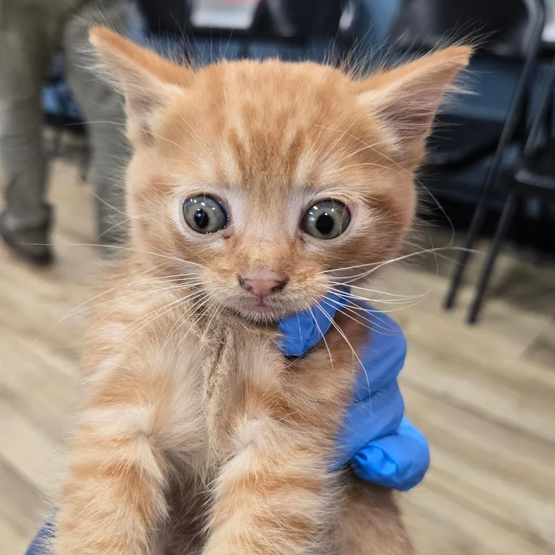 A baby small-sized male Orange / Red Domestic Short Hair cat named Fonzie for adoption in Newark, NJ