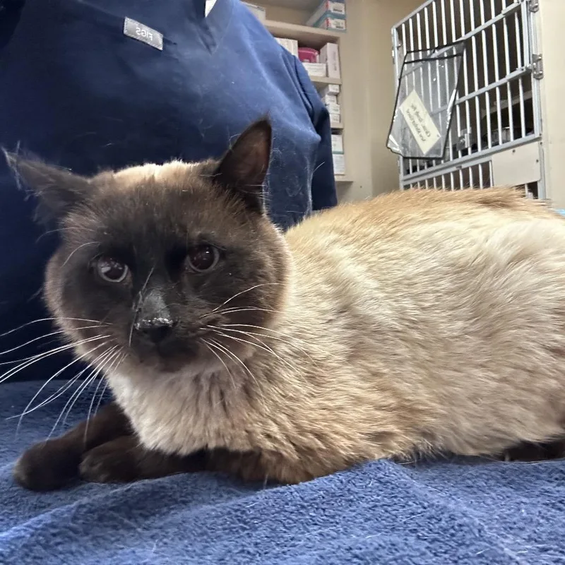 An adult medium-sized male Cream / Ivory Domestic Short Hair cat named Agave for adoption in Flagstaff, AZ