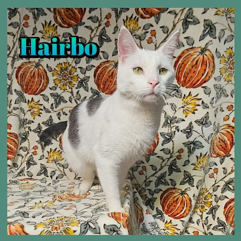 A young small-sized male Domestic Short Hair cat named Hairbo for adoption in Jacksonville, IL