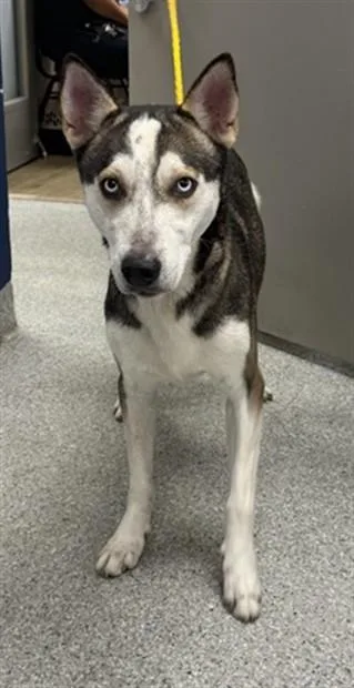 An adult large-sized male Siberian Husky dog named Boone for adoption in Pasadena, TX