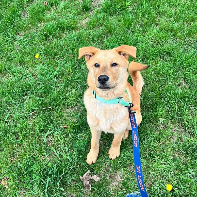 Michelangelo "mikey thumbnail 2