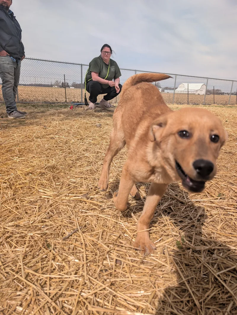 Michelangelo "mikey thumbnail 5