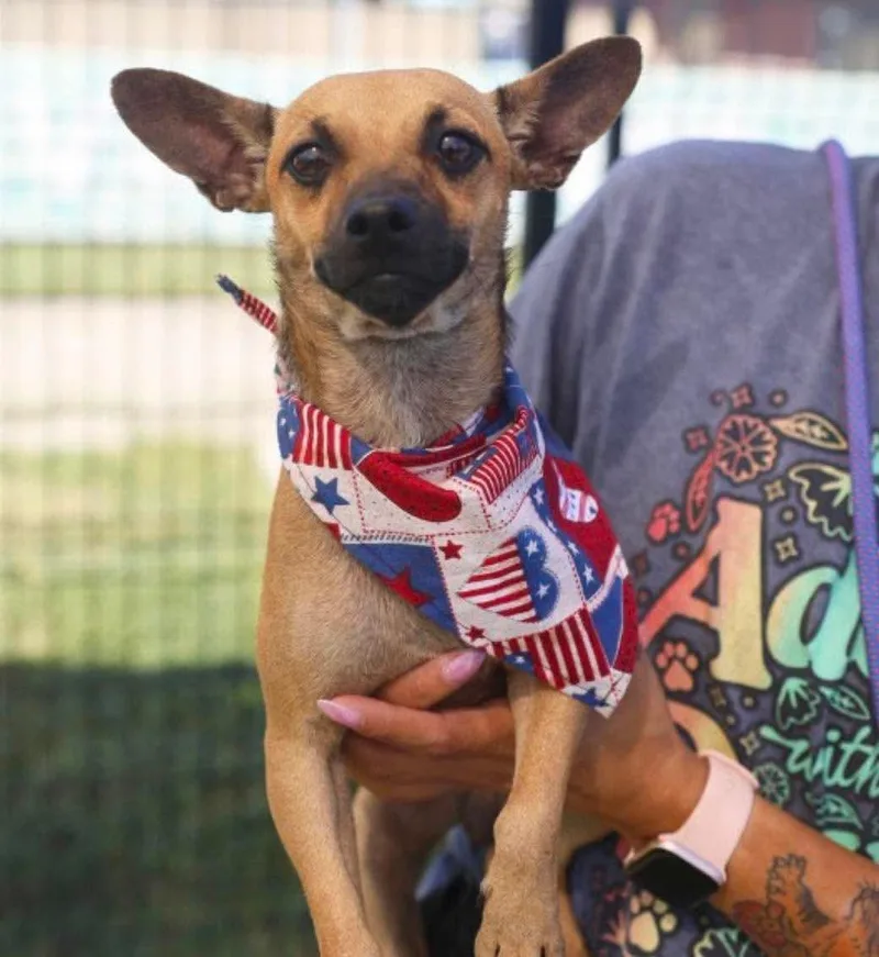 A young small-sized male Jack Russell Terrier dog named Bandit for adoption in Boston, MA