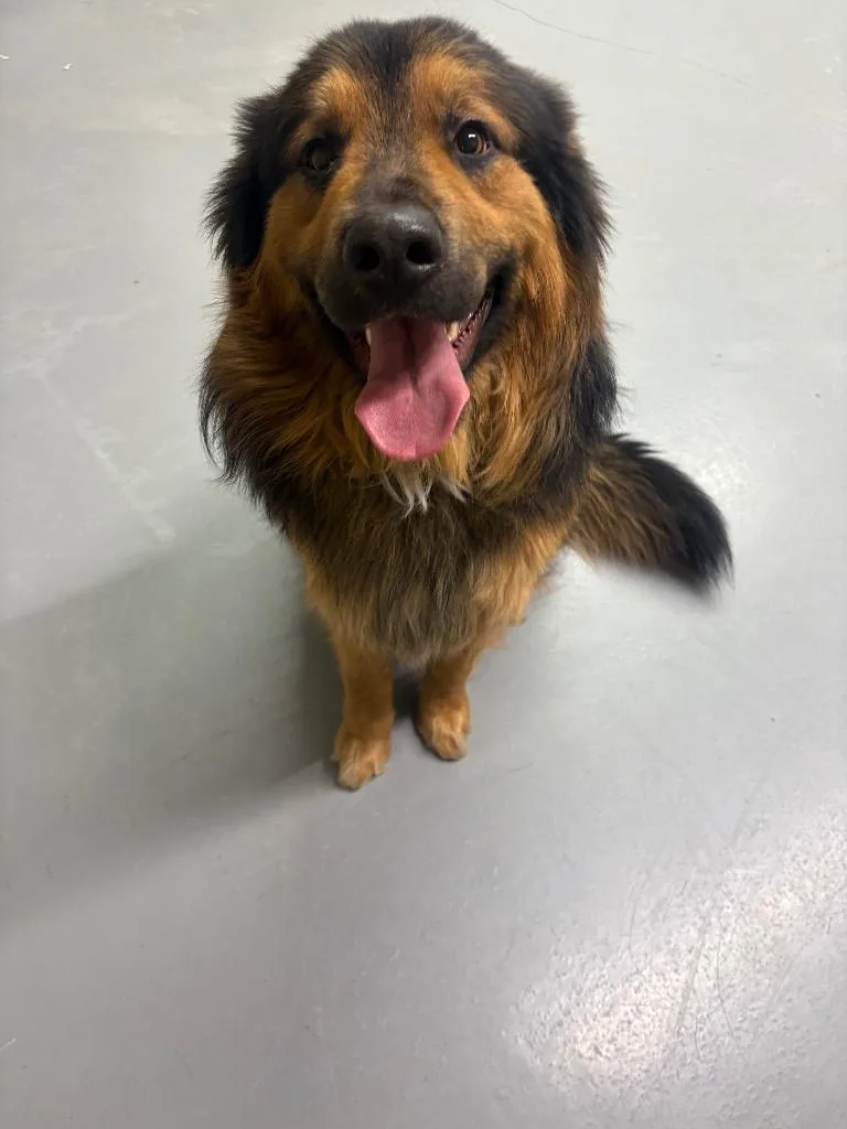 A young medium-sized male Shepherd dog named Sully for adoption in Findlay, OH
