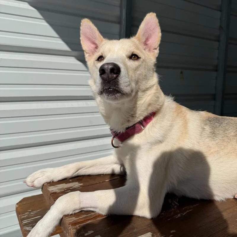 An adult medium-sized female White / Cream Mixed Breed dog named Anastasia for adoption in Enfield, NH