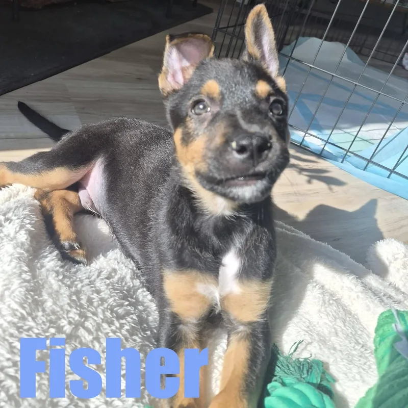 Fisher thumbnail 3
