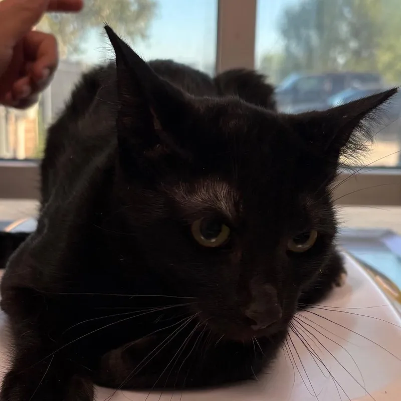 A young medium-sized male Black Domestic Short Hair cat named Woof for adoption in San Antonio, TX