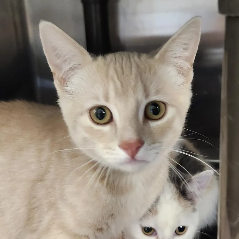 A baby small-sized male Buff / Tan / Fawn Domestic Short Hair cat named Burrito for adoption in Columbia Station, OH