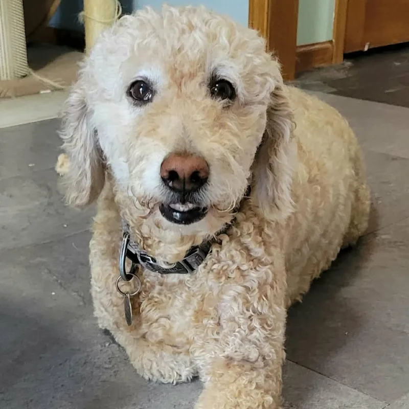 A senior large-sized female Golden Retriever dog named Luna for adoption in Wadena, MN