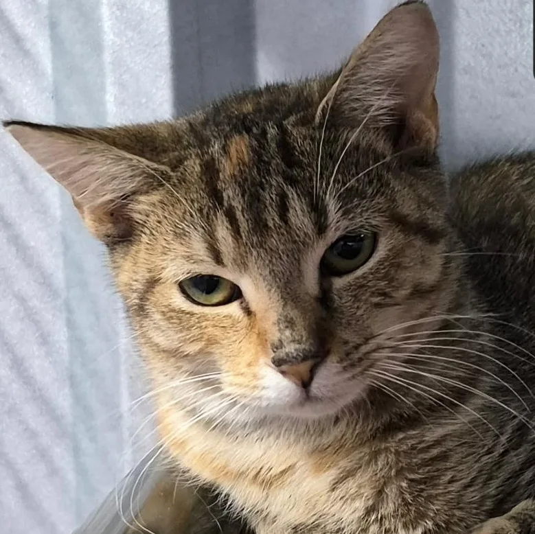 A young medium-sized female Domestic Short Hair cat named Diamond for adoption in SNOW HILL, NC