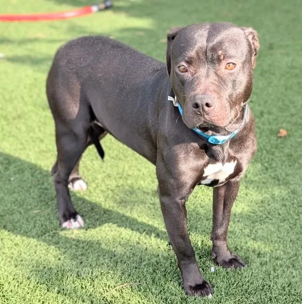 An adult medium-sized female Pit Bull Terrier dog named Raven for adoption in Vallejo, CA