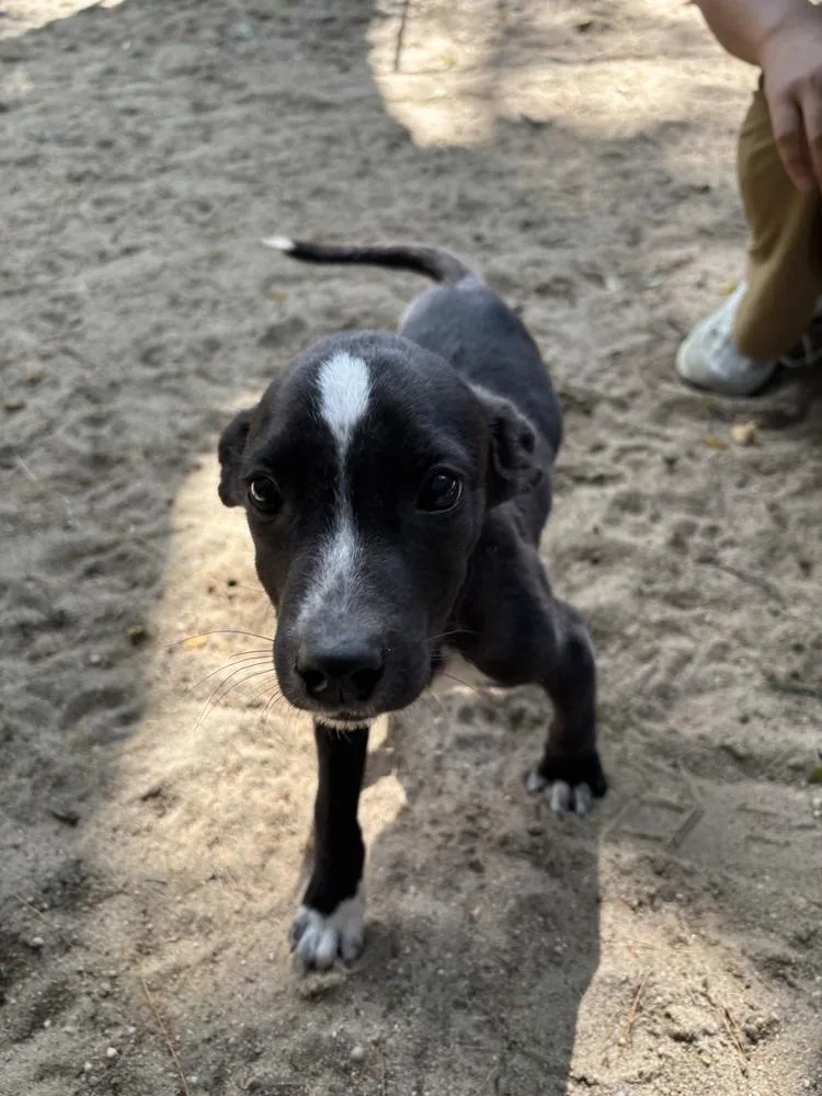 A baby medium-sized male Pit Bull Terrier dog named AAD New Arrival!  for adoption in Armonk, NY