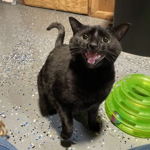 A young medium-sized female Black Domestic Short Hair cat named Melody for adoption in Seven Valleys, PA