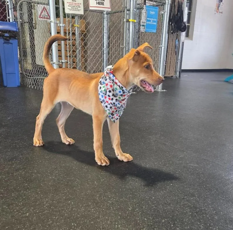 A baby large-sized male Apricot / Beige Vizsla dog named Joe for adoption in Lincoln, NE