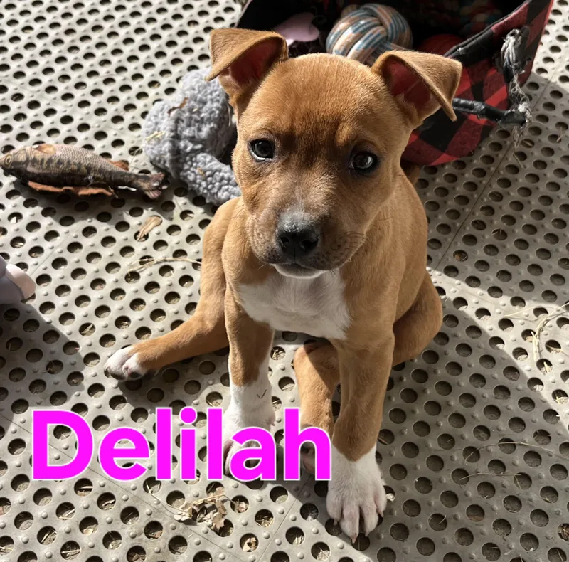 Delilah thumbnail 3
