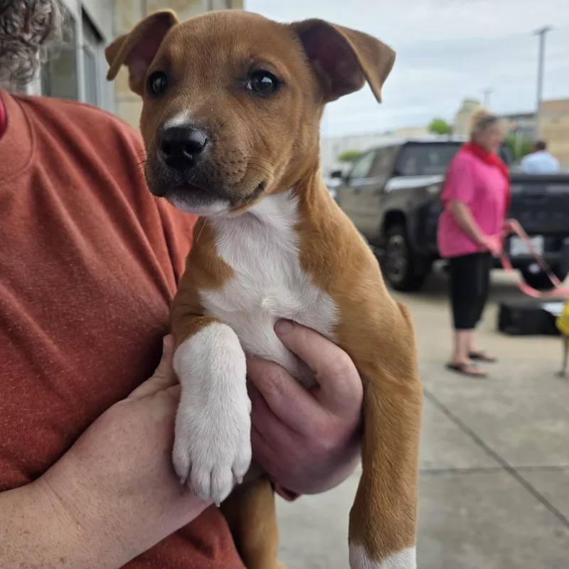 A baby medium-sized female Tricolor (Brown, Black, & White) Pit Bull Terrier dog named Delilah for adoption in Dallas, TX