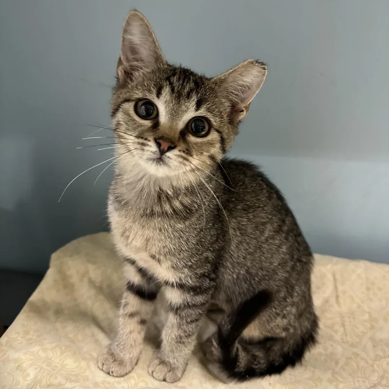 A baby small-sized female Brown / Chocolate Domestic Short Hair cat named Carmen for adoption in Chattanooga, TN
