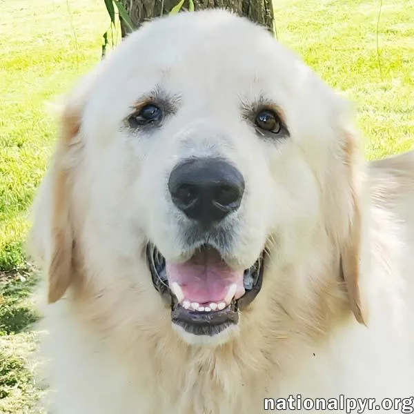 A young large-sized male White / Cream Great Pyrenees dog named Reece in KY for adoption in Beacon, NY