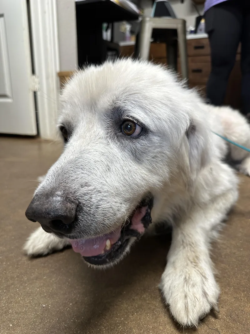 An adult large-sized male Great Pyrenees dog named Whopper DFW for adoption in Quinlan, TX