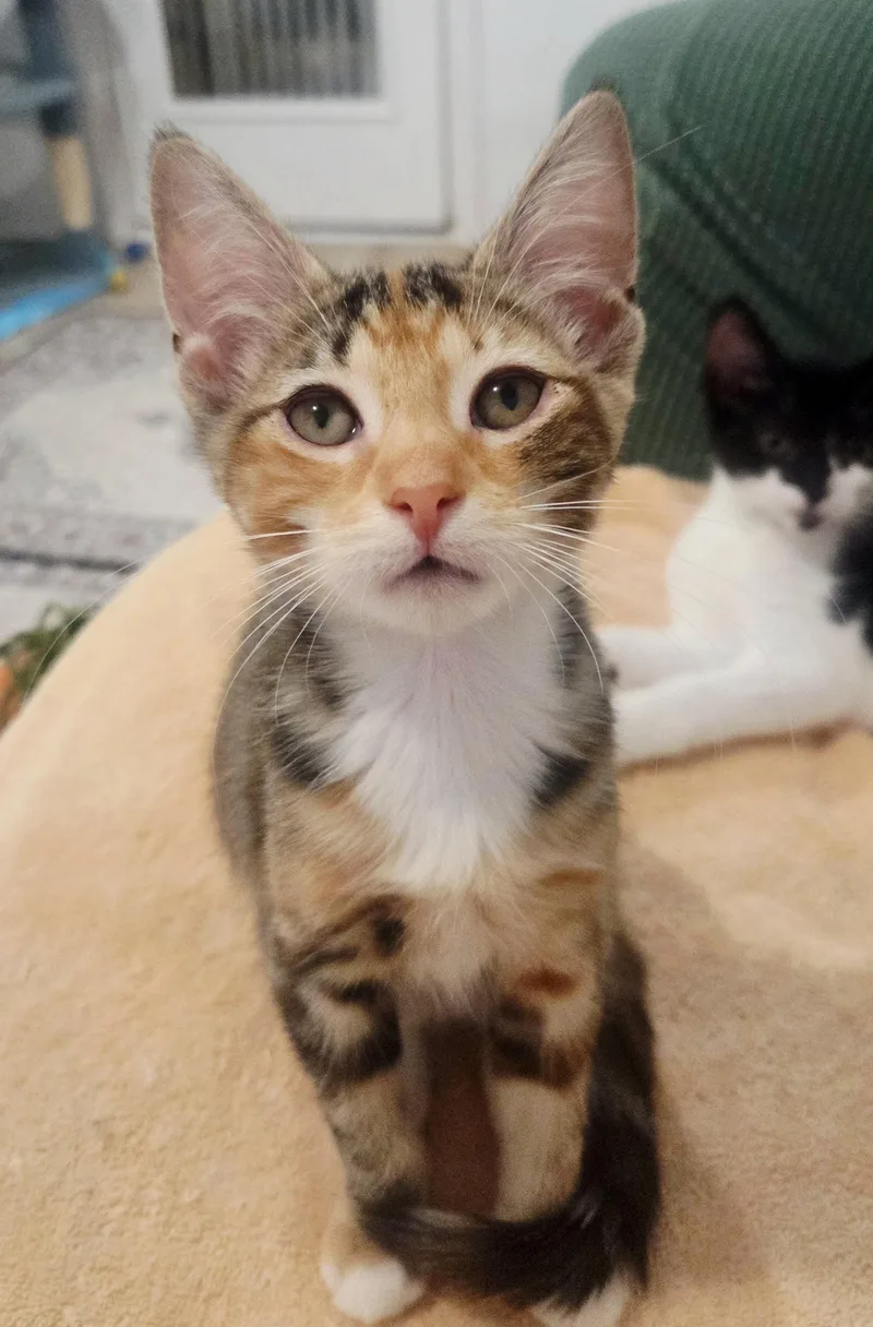 A baby small-sized male Black & White / Tuxedo American Shorthair cat named Chili and Poblano for adoption in Stamford, CT