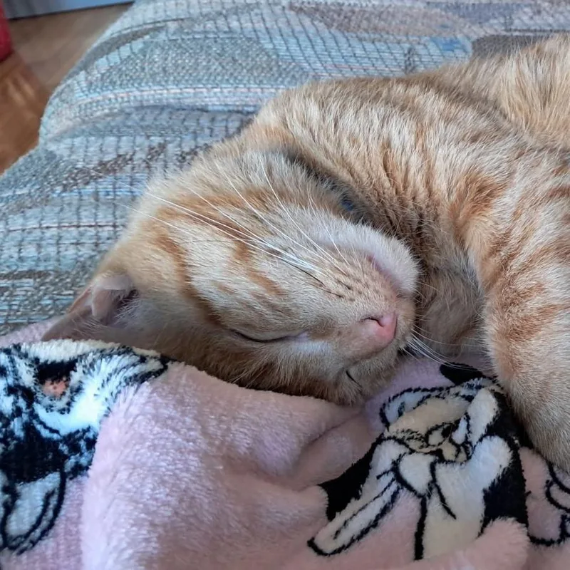 A young medium-sized male Orange / Red Domestic Short Hair cat named Michael for adoption in Chicago, IL
