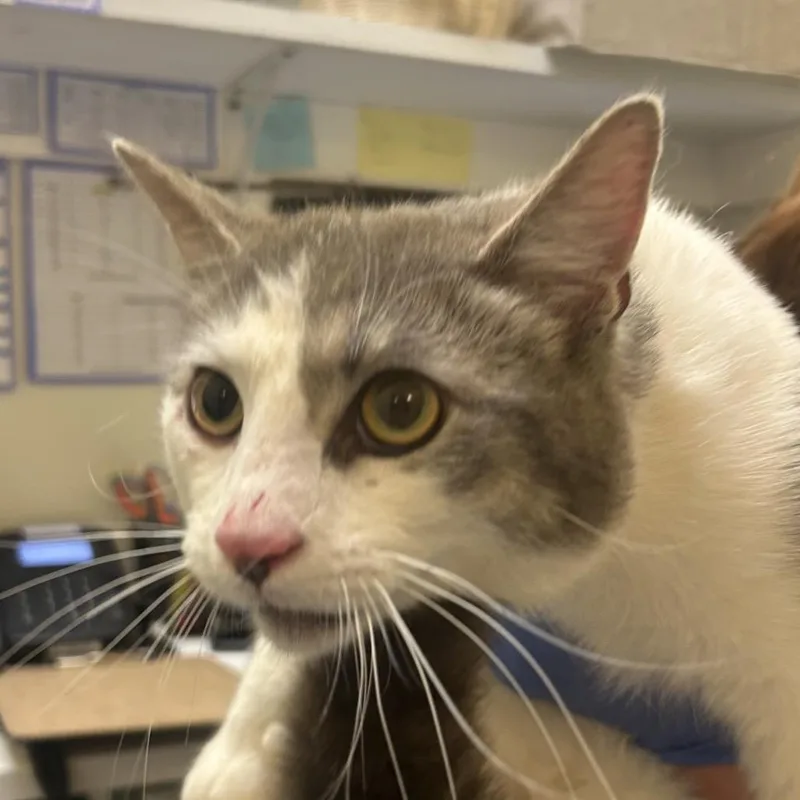 A young medium-sized male White Domestic Short Hair cat named Popcorn Shrimp for adoption in Charlottesville, VA