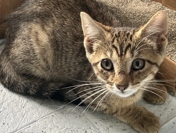 A baby small-sized female Domestic Short Hair cat named Muffin for adoption in Covington, LA