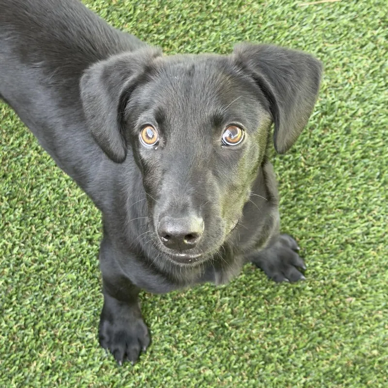 A baby medium-sized male Black Mixed Breed dog named Joe Cool for adoption in Bradenton, FL