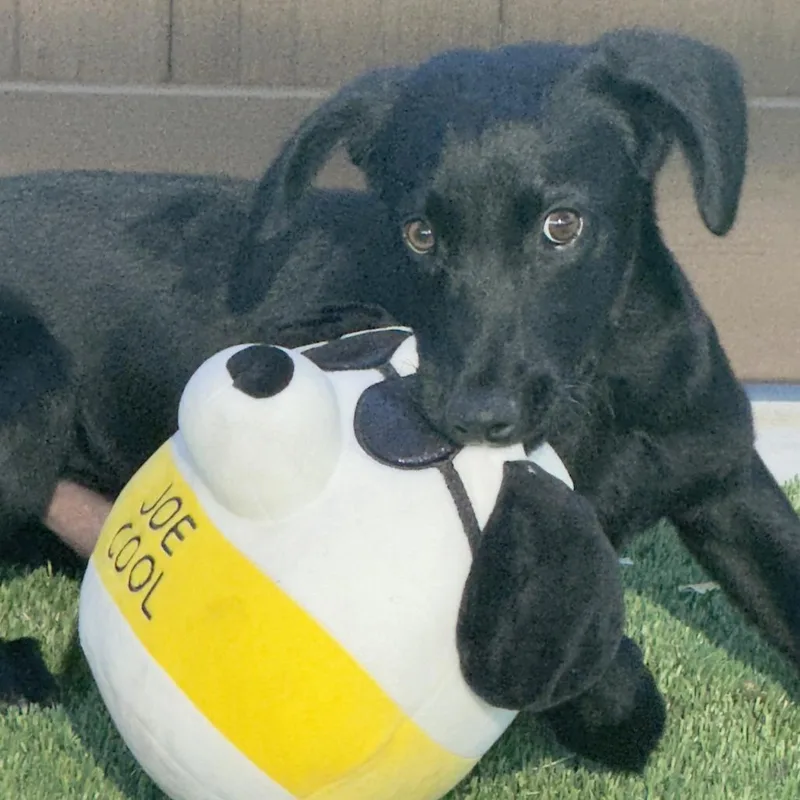 Joe Cool thumbnail 2