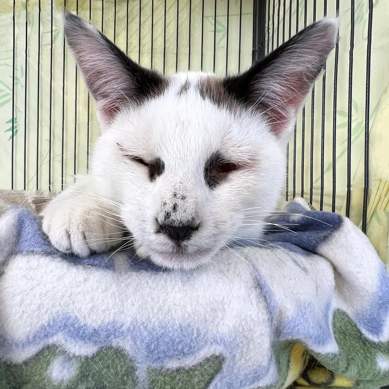 A young medium-sized male White Domestic Short Hair cat named Fuji for adoption in St. Louis, MO