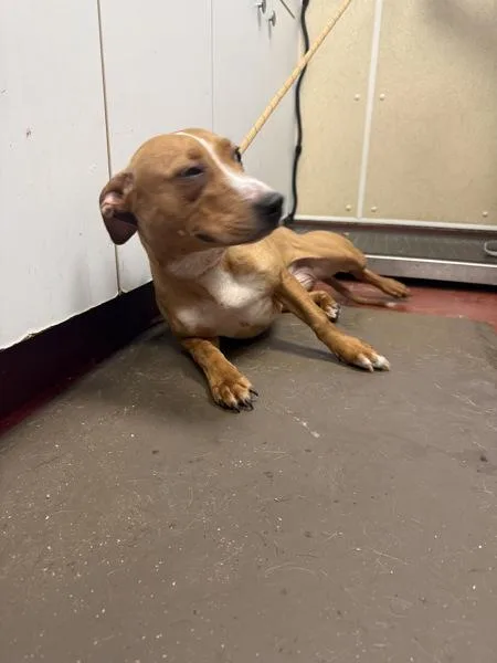 A young medium-sized female Terrier dog named Wendy for adoption in Salisbury, MD