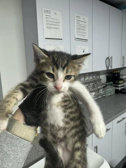 A baby small-sized male Domestic Short Hair cat named Fable for adoption in West Chester, PA